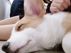 -浣熊柯尔鸭土拨鼠·电玩咖