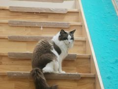 -猫在这儿猫咪咖啡馆·撸猫馆