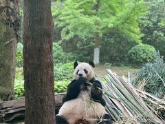 -都江堰中华大熊猫苑