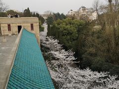 -武汉大学-樱园