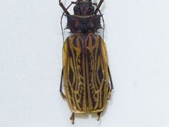 -上海昆虫博物馆