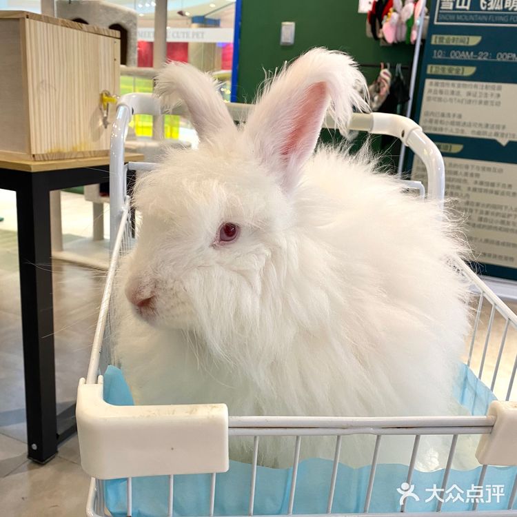 嘉兴探店｜合乐城“遇见萌宠”