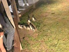 -企鹅岛