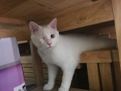 -纳吉亚猫专科动物医院(康都外科中心)