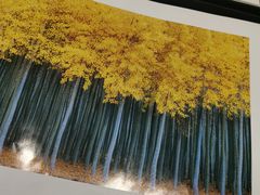 -罗红摄影艺术馆