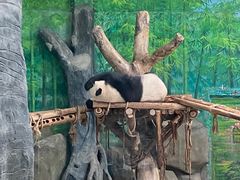 -灵玲国际马戏城