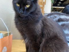 -藏猫猫咖啡主题馆(中央大道店)