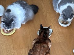 -萌兽医馆·宠物医院·猫骨科(创景店)