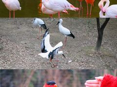 -杭州野生动物世界