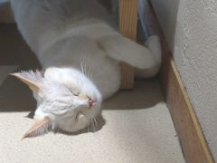 -藏猫猫咖啡主题馆(中央大道店)