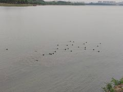-丁香湖公园