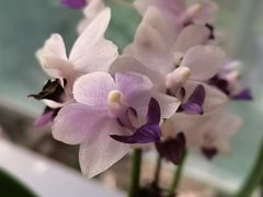 -厦门园林博览苑
