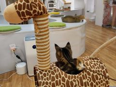 -COLOR PETS 撸猫馆·购猫·猫咖(长风大悦城店)