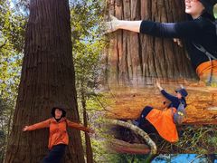 -天目山大树王景区