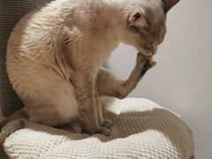 -Umiao与猫咖啡 猫咖