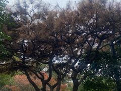 -杭州半山国家森林公园