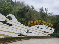 -西双版纳原始森林公园