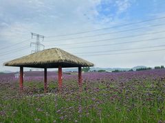 -紫颐香薰山谷景区