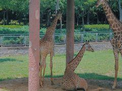 -石家庄市动物园