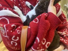 -屋虎猫馆(宝安大仟里店)