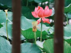 -荷塘月色湿地公园·向阳花洲