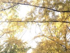 -三里屯东五街银杏大道