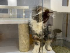 -爱宠屋pet shop·宠物洗澡·宠物美容