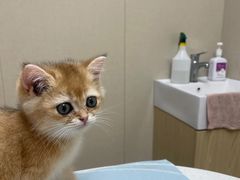 -安安宠医宠物医院·异宠·犬猫内科(岳阳分院)