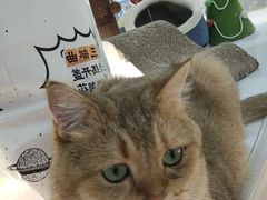 -COLOR PETS 撸猫馆·购猫·猫咖(长风大悦城店)
