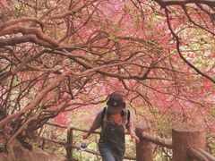-木兰云雾山