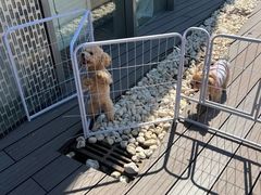 -百好乐宠物友好餐厅(朝外大街店)