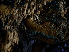 -怀托摩萤火虫洞