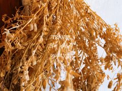 鸡豆花-胖金妹鸡豆凉粉店