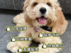 -萌宠之家·腊肠犬·马尔泰·小体犬舍