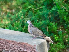 -三忘湖 SWANSEEN(柳荫公园店)