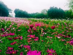 -厦门园林博览苑