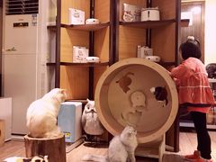 -more than meow吴止猫主题餐厅(承德 中船汇店)