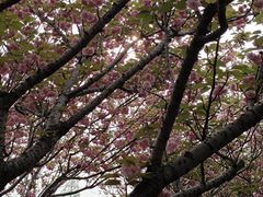 -高东镇樱花园