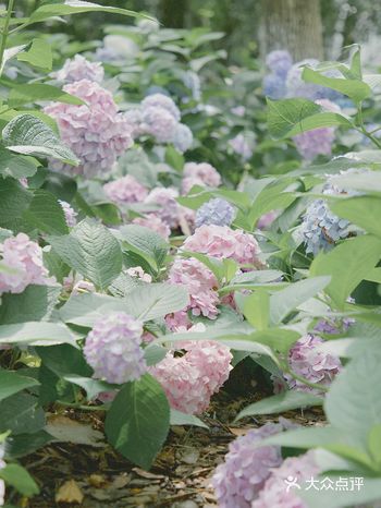 小众公园·成片绣球花拍片巨佳打卡地!