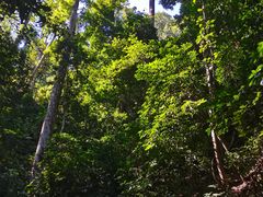 -西双版纳原始森林公园