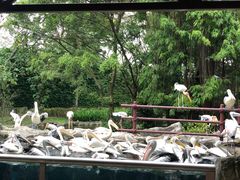 -新加坡飞禽公园
