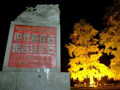 -千年银杏谷文化旅游区