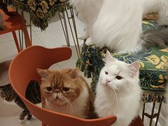 -平行世界·猫咖(首经贸店)