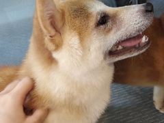 -柴源莊·柴小宠柴犬咖啡