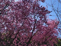 -桃花堤公园