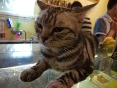 -猫色咖啡·猫咖