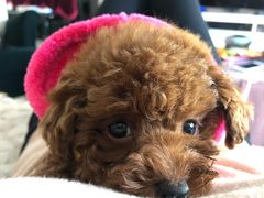 -康乐宝动物医院