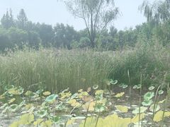-翠湖国家城市湿地公园