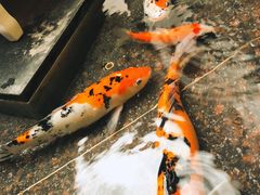 -鱼翅楼·津派砂锅鱼翅(水上公园店)