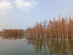 -白鹭湾湿地公园